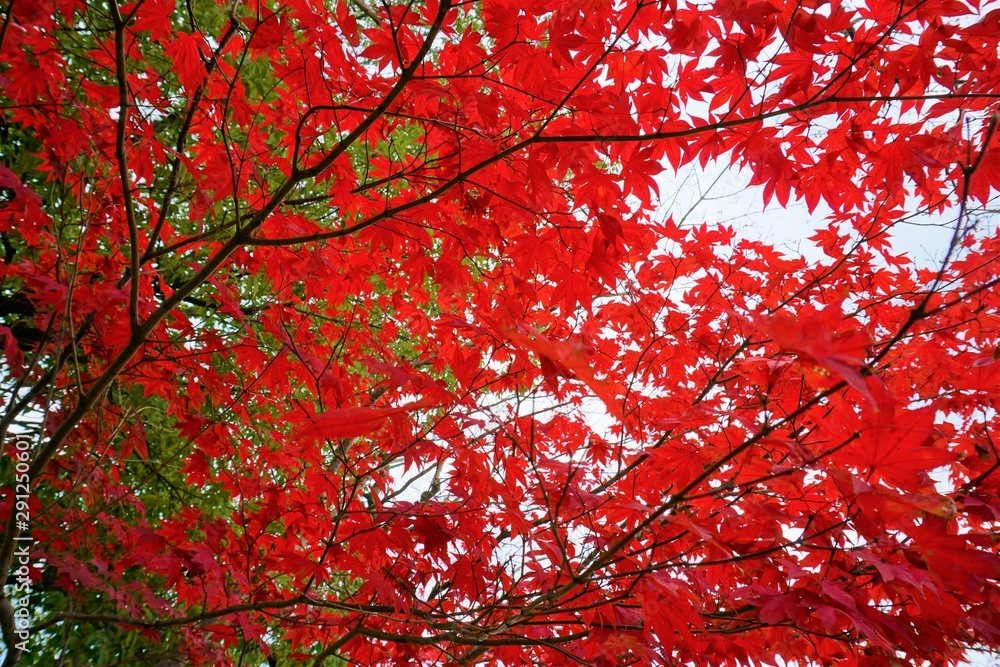 赤一色の美しい紅葉と垣間見える緑の葉の赤と緑の共存するクリスマスカラー まるでクリスマスを待ち望んでいるよう Stock Photo Adobe Stock