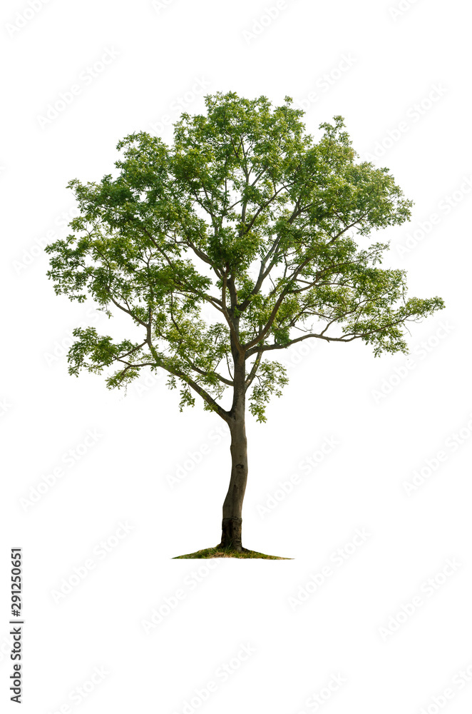 Big tree isolated on white background Big tree isolated on white background