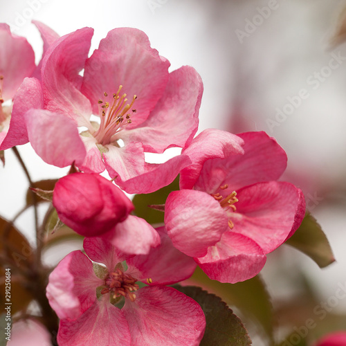 beautiful bright blooming sakura decorates spring park