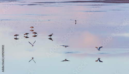 Little gull (Hydrocoloeus minutus or Larus minutus), Réserve Naturelle Marais D'Orx,Landes, France, Europe photo