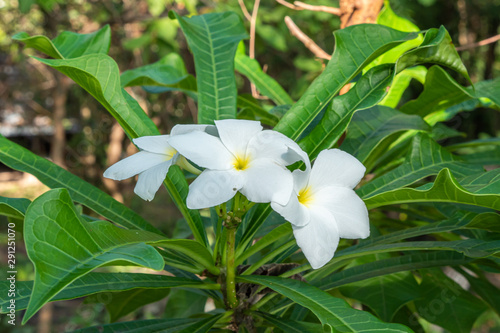Close Up Beautiful White Flower Swaying in The Wind