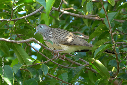 Zebra Dove Bird Perched on Tree Branch