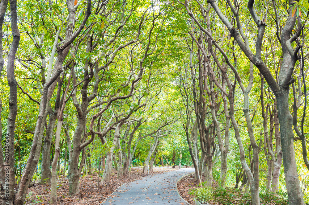 Texture of green forest and branch from tree with walkway for exercise Texture of green forest and branch from tree with walkway for exercise