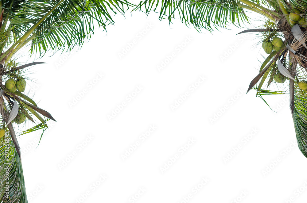 Palm tree with isolatd on white background and space for text