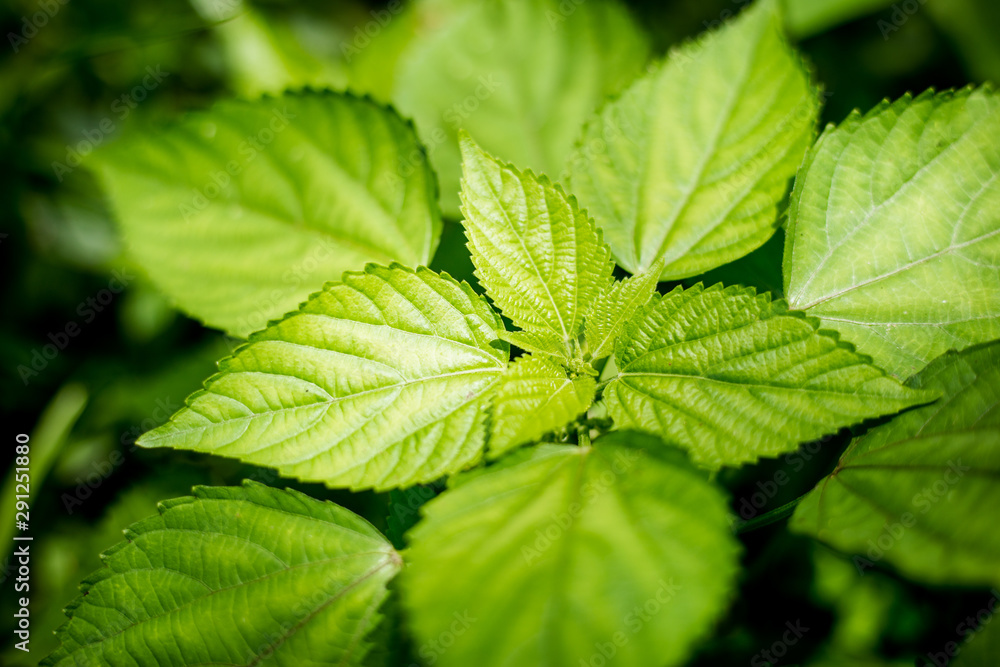 Green leaves background texture,Beautiful close up of leaf Green leaves background texture,Beautiful close up of leaf