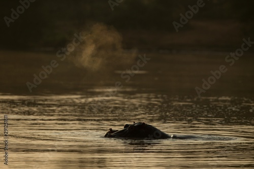 Partly submerged hippopotamus (Hippopotamus amphibius), or hippo, its eyes and ears only above the water at sunset in Krueger Park, South Africa, Africa