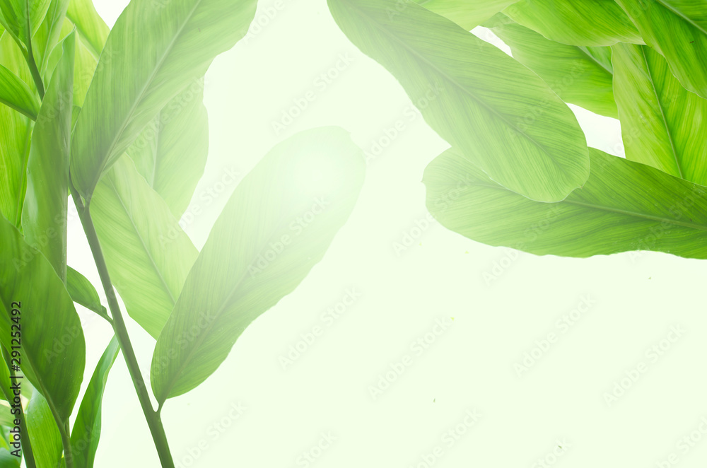 Tropical leafs isolated on white background - obrazy, fototapety, plakaty 