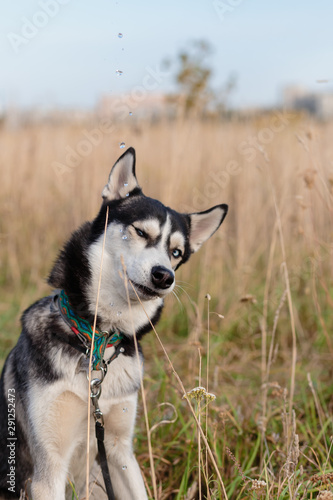 Siberian Husky in nature drinks water from a bottle © Александр Бутылов