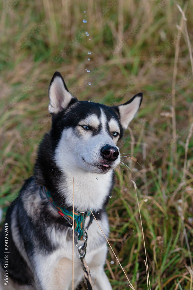 Siberian Husky in nature drinks water from a bottle