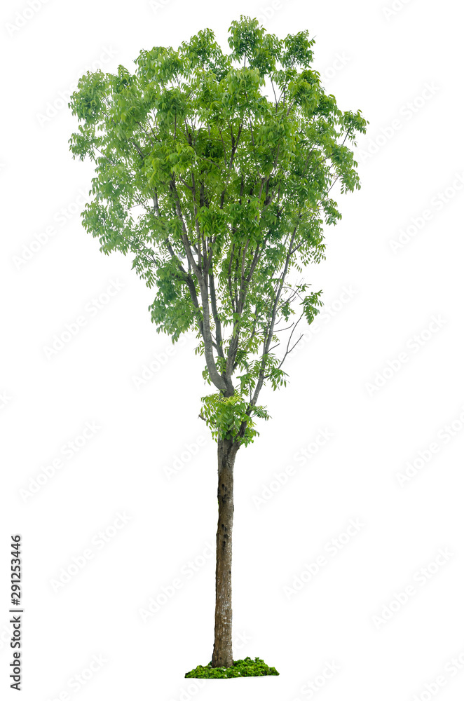 Tree isolated on white background Tree isolated on white background