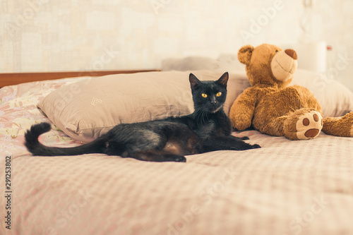 black cat and plush toy on the bed