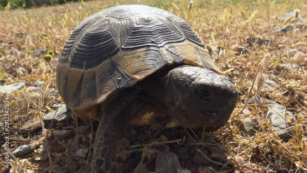 Mediterranean turtle. Turkey. Surroundings Of Antalya. Mediterranean turtle. Turkey. Surroundings Of Antalya.