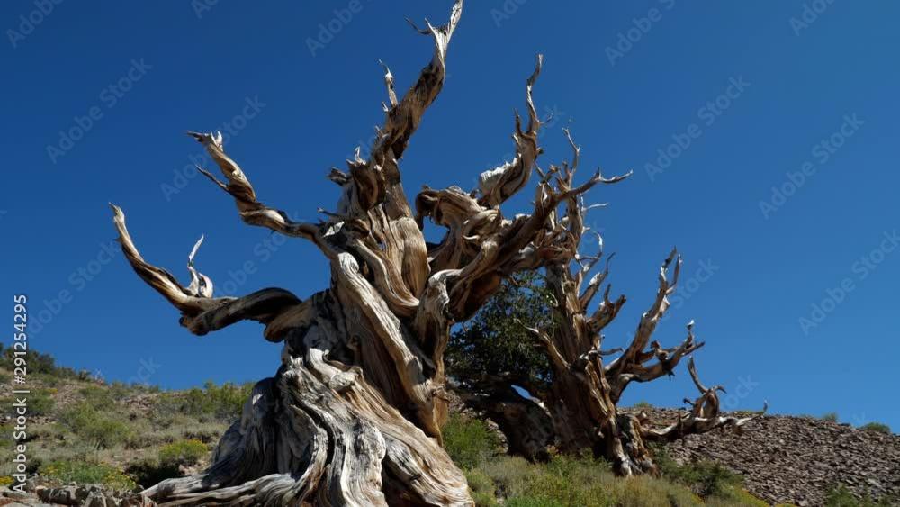 Incredible Bristlecone pine tree that is thousands of years old Incredible Bristlecone pine tree that is thousands of years old