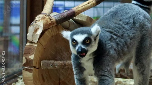 lemur, animal, mammal, madagascar, zoo, wildlife, ring-tailed, ring, fur, nature, wild, tailed, cute, tail, catta, white, black, sitting, animals, lemurs, lemur catta, eyes, looking, portrait, endange photo