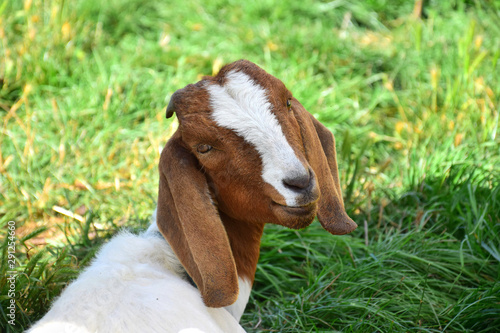 Portrait of a brown-white Boer goat.