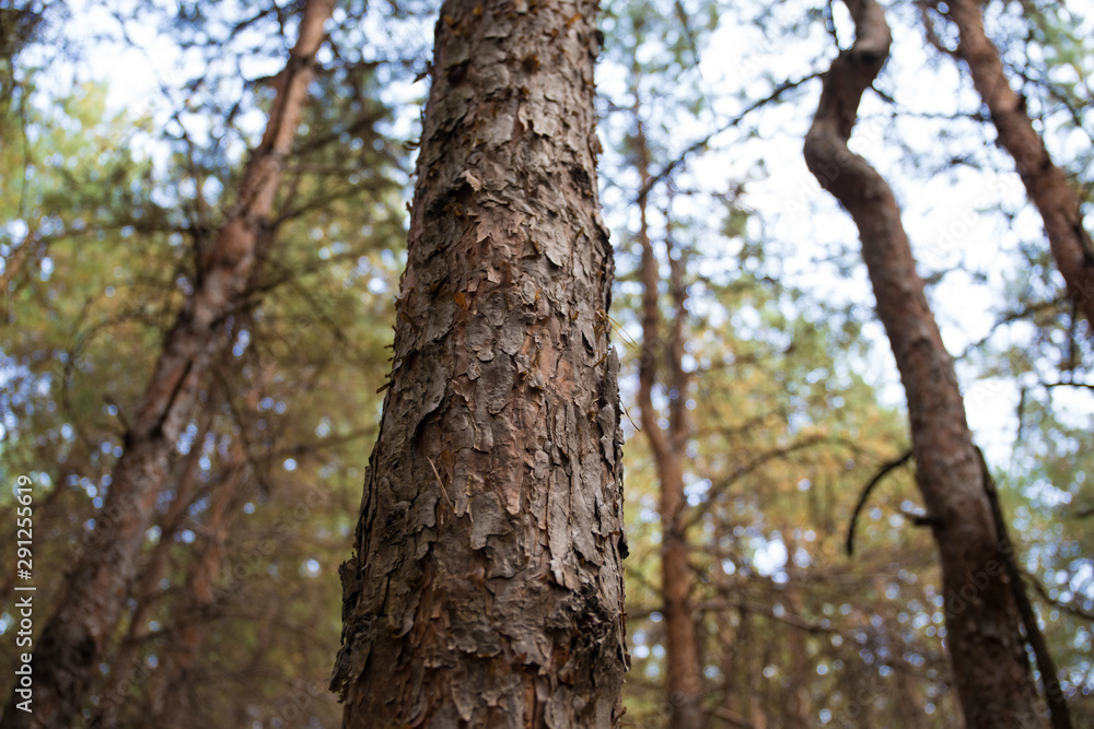 Bark of Pine Tree close up. Beautiful pine forest at summer time.