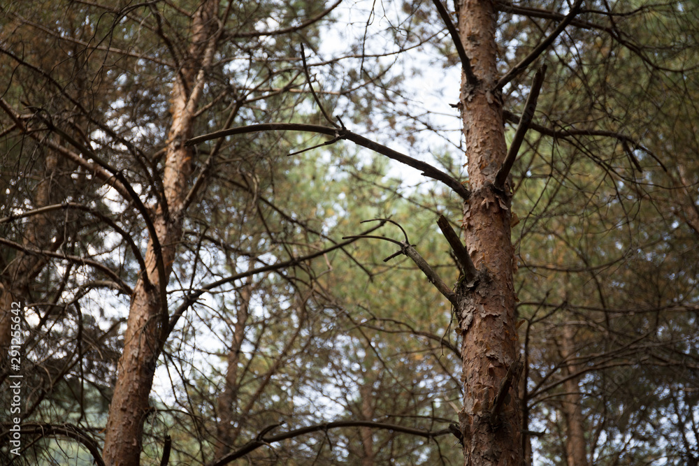 Bark of Pine Tree close up. Beautiful pine forest at summer time. Bark of Pine Tree close up. Beautiful pine forest at summer time.
