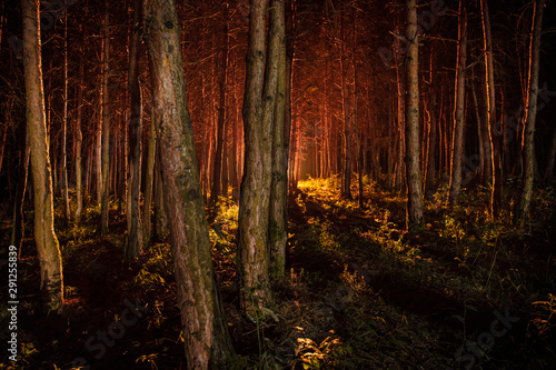 magical lights sparkling in mysterious forest at night. Pine forest with strange light