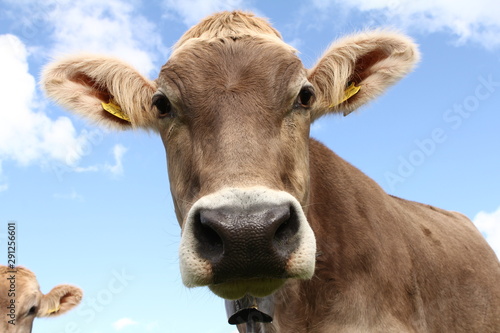Close up of a healthy Swiss cow