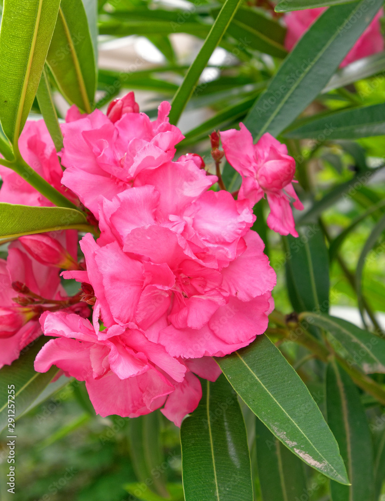 light pink oleander bunch close up in the garden light pink oleander bunch close up in the garden