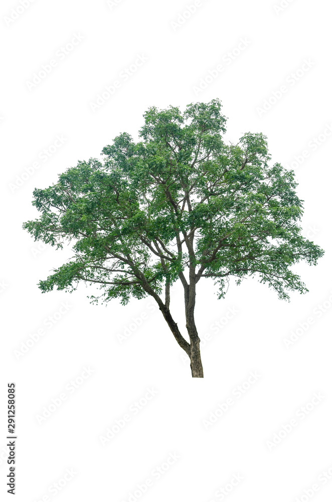 Tree isolated on white background Tree isolated on white background