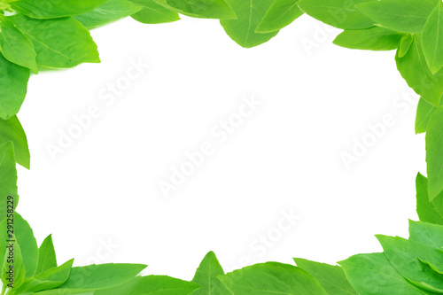 green lush leaves presentation frame on white background  Thai basil  Sweet basil  ocimum basilicum 