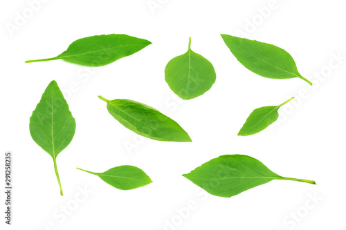 Thai basil leaves on white background