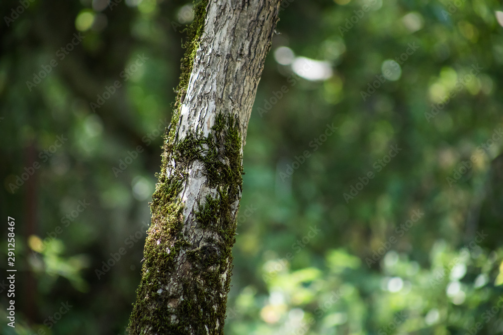Obraz premium Leaves twigs green and yellow color beautiful background. Summer forest. Nature of Azerbaijan close up.