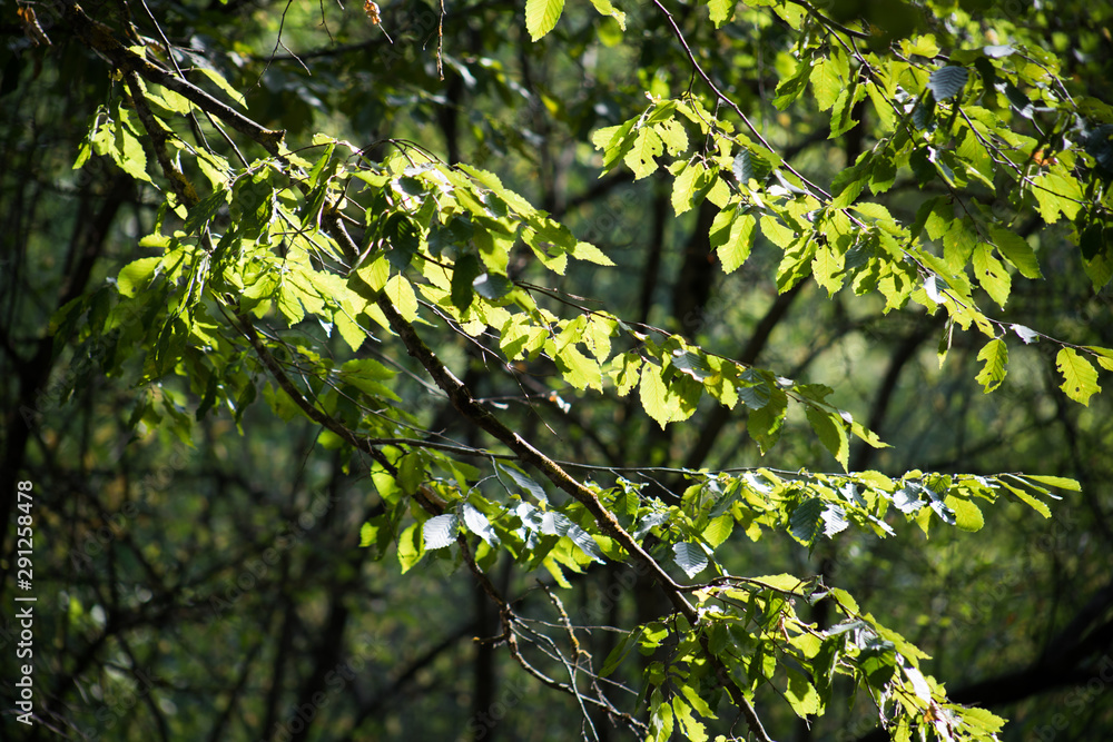 Fototapeta premium Leaves twigs green and yellow color beautiful background. Summer forest. Nature of Azerbaijan close up.