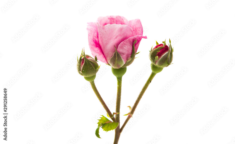pink rose isolated pink rose isolated