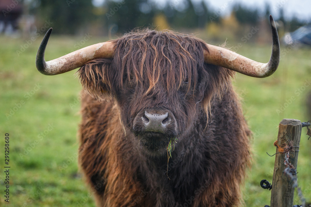 Cute portrait of a yak with a blade of grass in his mouth. Close-up. The bison is brown. Huge horns. Free grazing. Farming in Europe.