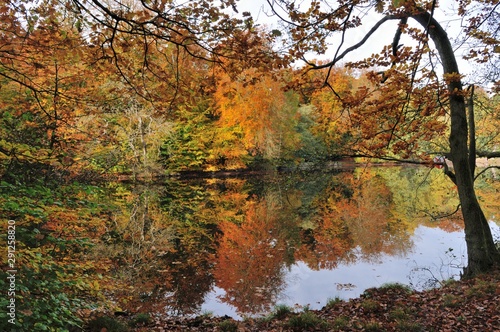 Autumn in the Forest © Kurt Nielsen