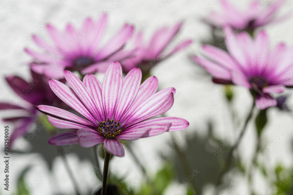 Fototapeta premium Pink weisse Blüte in der Sonne