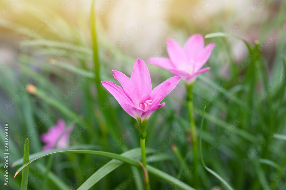 Pink fairy lily, rain lily or zephyr flower bloom in the garden with sunlight.