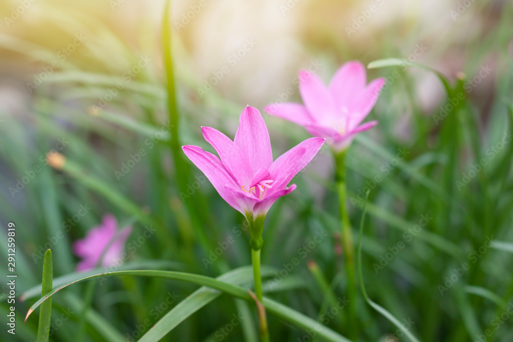 Pink fairy lily, rain lily or zephyr flower bloom in the garden with sunlight. Pink fairy lily, rain lily or zephyr flower bloom in the garden with sunlight.