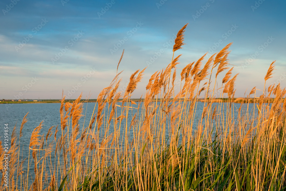 Dry yellow beautiful reeds on the lake. Landscape on the lake. Dry yellow beautiful reeds on the lake. Landscape on the lake.