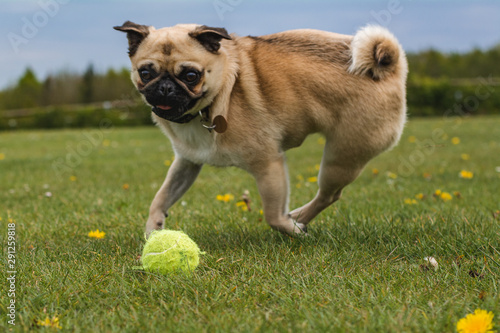 dog playing at the park with a tennis ball