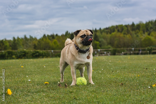 dog playing at the park with a tennis ball