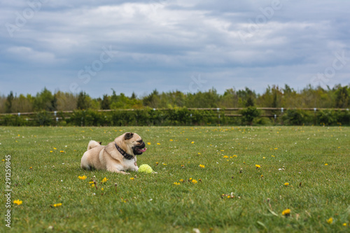 dog playing at the park with a tennis ball
