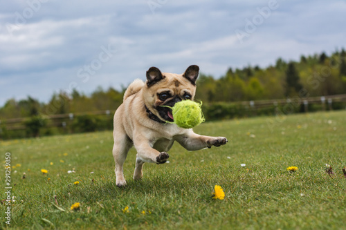 dog playing at the park with a tennis ball