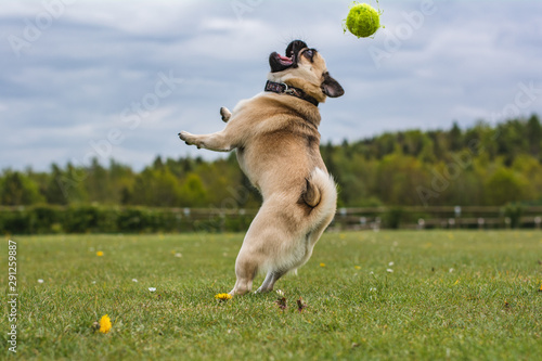 dog playing at the park with a tennis ball