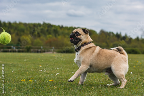dog playing at the park with a tennis ball