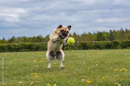 dog playing at the park with a tennis ball