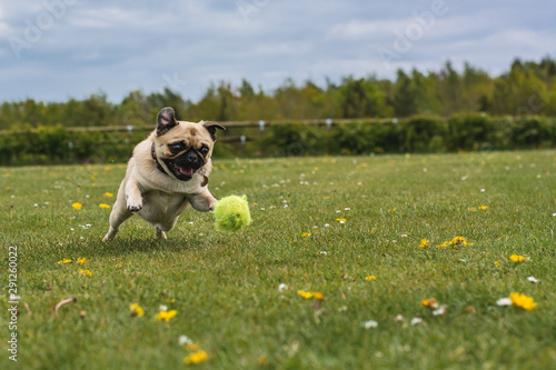 dog playing at the park with a tennis ball