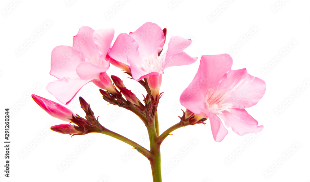 oleander flower isolated