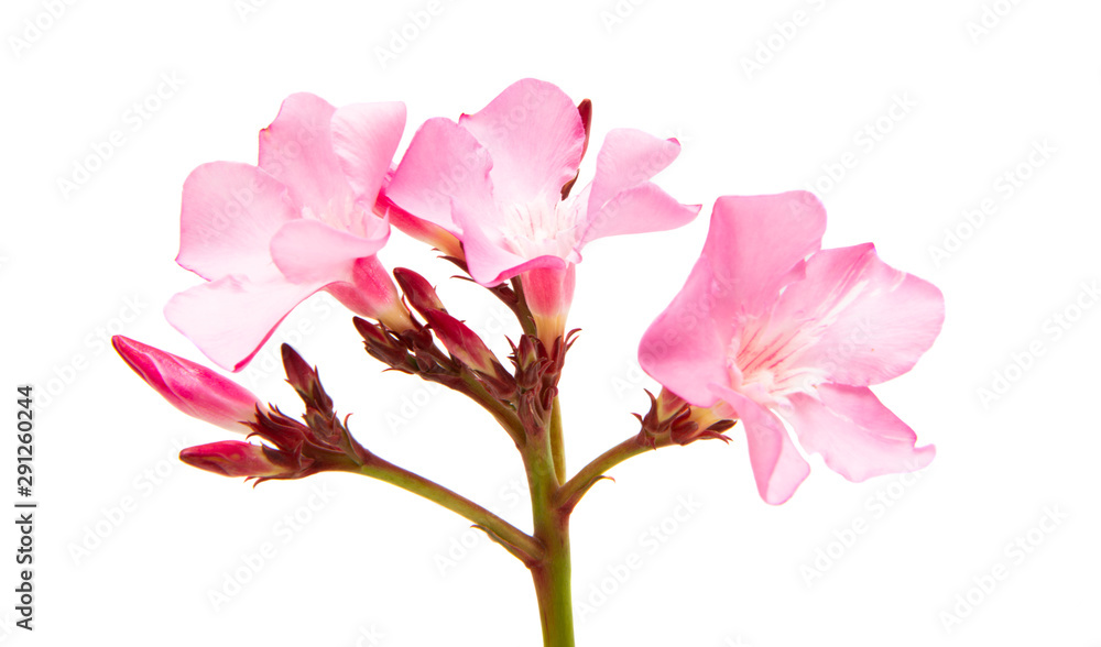 oleander flower isolated oleander flower isolated