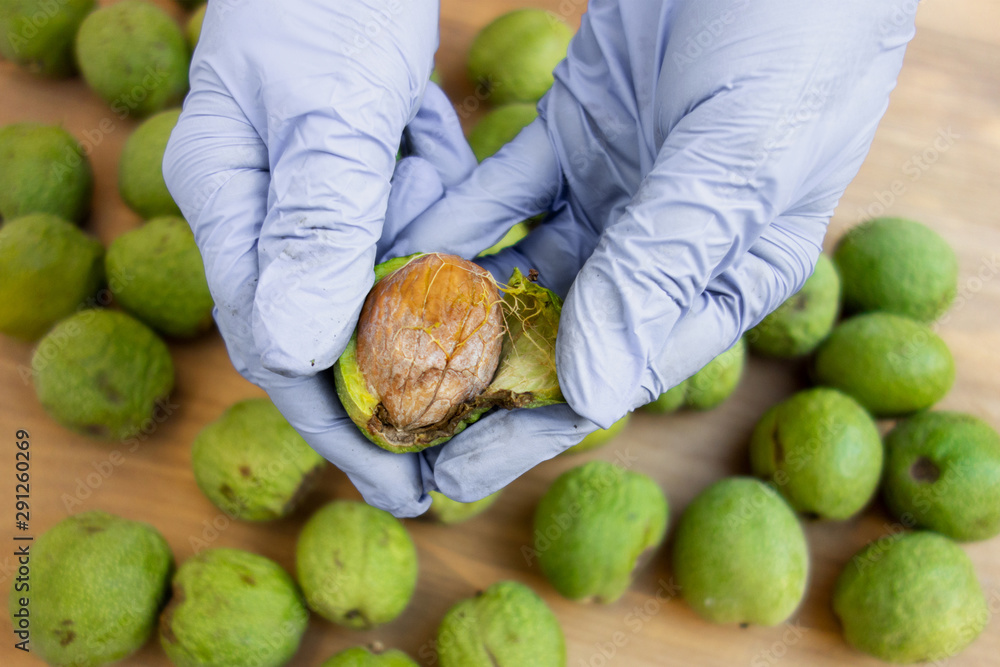 Peeling of walnuts. Hands in gloves peel a green rind or cover of nuts.  Seasonal autumn harvest processing preparation of organic food before  storage Stock Photo | Adobe Stock