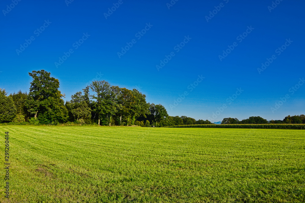 green field and blue sky, forest in the background