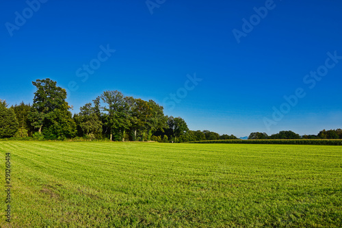 green field and blue sky  forest in the background