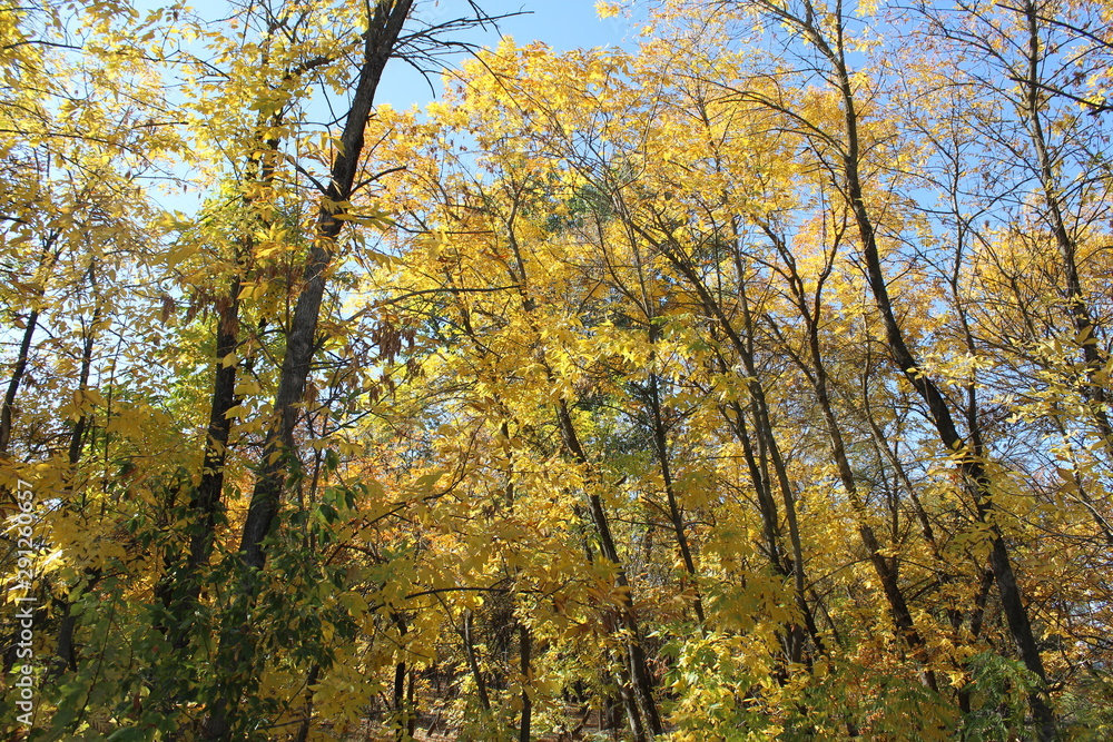 Fototapeta premium trees in autumn